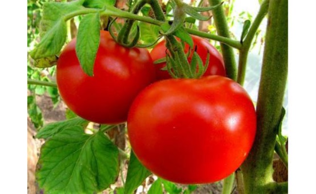 Маринованные помидоры черри польза